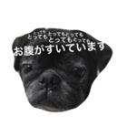美パグのだいふくちゃん（個別スタンプ：12）