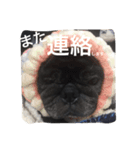 美パグのだいふくちゃん（個別スタンプ：14）