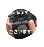 美パグのだいふくちゃん（個別スタンプ：16）