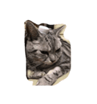 three cats in the house（個別スタンプ：2）