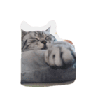 three cats in the house（個別スタンプ：6）