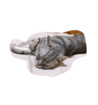 three cats in the house（個別スタンプ：8）