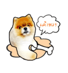 Lambo＆Leo（個別スタンプ：10）