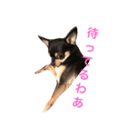アイラブチワワ（個別スタンプ：1）