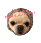 アイラブチワワ（個別スタンプ：2）