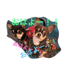 アイラブチワワ（個別スタンプ：8）