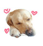 Labrador Retriever_max＆snowbell _（個別スタンプ：2）