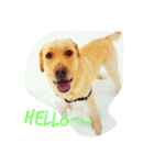Labrador Retriever_max＆snowbell _（個別スタンプ：3）