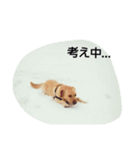 Labrador Retriever_max＆snowbell _（個別スタンプ：4）