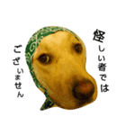 Labrador Retriever_max＆snowbell _（個別スタンプ：5）