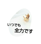 Labrador Retriever_max＆snowbell _（個別スタンプ：6）