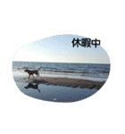 Labrador Retriever_max＆snowbell _（個別スタンプ：7）