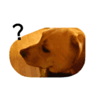 Labrador Retriever_max＆snowbell _（個別スタンプ：8）