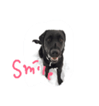 Labrador Retriever_max ＆snowbell _ 2（個別スタンプ：1）