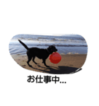 Labrador Retriever_max ＆snowbell _ 2（個別スタンプ：2）
