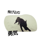 Labrador Retriever_max ＆snowbell _ 2（個別スタンプ：3）