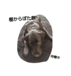 Labrador Retriever_max ＆snowbell _ 2（個別スタンプ：4）