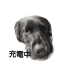 Labrador Retriever_max ＆snowbell _ 2（個別スタンプ：5）