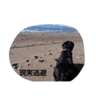 Labrador Retriever_max ＆snowbell _ 2（個別スタンプ：6）