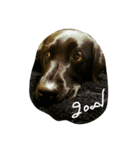 Labrador Retriever_max ＆snowbell _ 2（個別スタンプ：7）