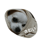 小次郎な日々 6（個別スタンプ：1）