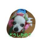 小次郎な日々 6（個別スタンプ：4）