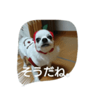 小次郎な日々 6（個別スタンプ：7）