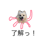 Pomeranian octopus（個別スタンプ：1）