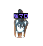 Japaneseprettypet（個別スタンプ：1）