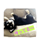 Japaneseprettypet（個別スタンプ：3）