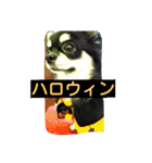 Japaneseprettypet（個別スタンプ：5）