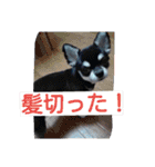 Japaneseprettypet（個別スタンプ：14）