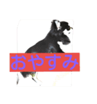 Japaneseprettypet（個別スタンプ：17）