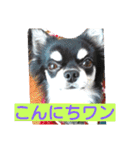 Japaneseprettypet（個別スタンプ：19）