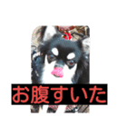 Japaneseprettypet（個別スタンプ：21）