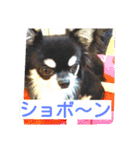 Japaneseprettypet（個別スタンプ：23）