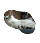 fuwari stamp（個別スタンプ：2）