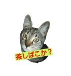 大阪弁のあぁ～にゃん。（個別スタンプ：2）