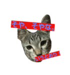 大阪弁のあぁ～にゃん。（個別スタンプ：3）