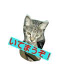 大阪弁のあぁ～にゃん。（個別スタンプ：4）