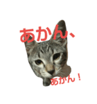 大阪弁のあぁ～にゃん。（個別スタンプ：6）