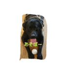 tamasiro pero（個別スタンプ：4）
