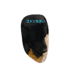 tamasiro pero（個別スタンプ：7）