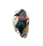 tamashlro（個別スタンプ：5）