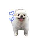 Mydog Roco（個別スタンプ：1）