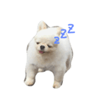 Mydog Roco（個別スタンプ：2）