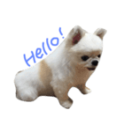 Mydog Roco（個別スタンプ：3）