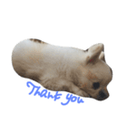 Mydog Roco（個別スタンプ：4）