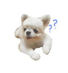 Mydog Roco（個別スタンプ：5）