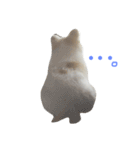 Mydog Roco（個別スタンプ：6）
